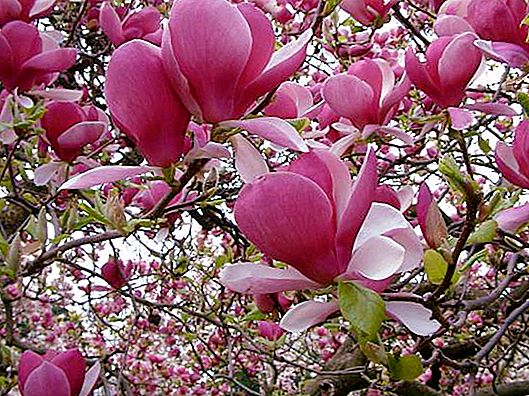 Hvornår blomstrer magnolia i Sochi? Vi besvarer spørgsmålet om gartnere