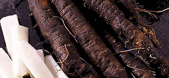 Black root: description, useful properties