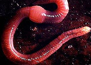 California Red Worms - Mga kailangang-kailangan na Mga Katulong sa Agrikultura