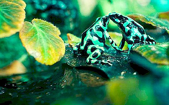 Dart frogs - mapanganib na kagandahan