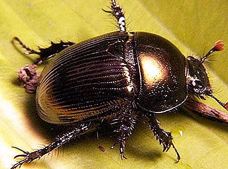 Escarabajo de estiércol - hábitat y estilo de vida