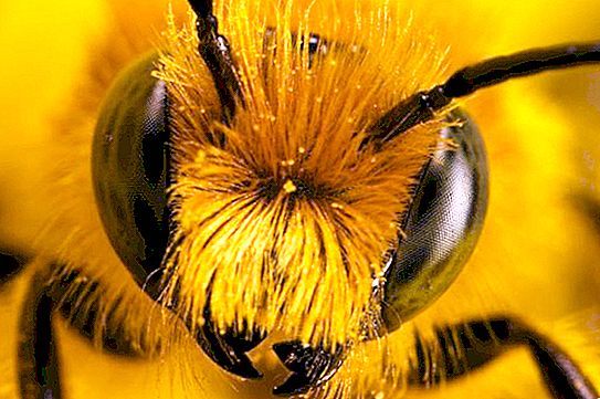 Puhutaanpa siitä, mikä eläin ei pelkää mehiläisen pistot