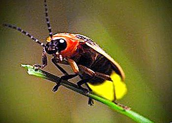 Firefly: un insecte que decora la nit