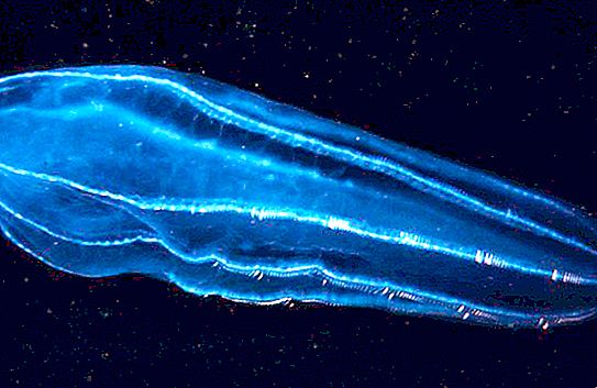 Amazing near: luminous plankton