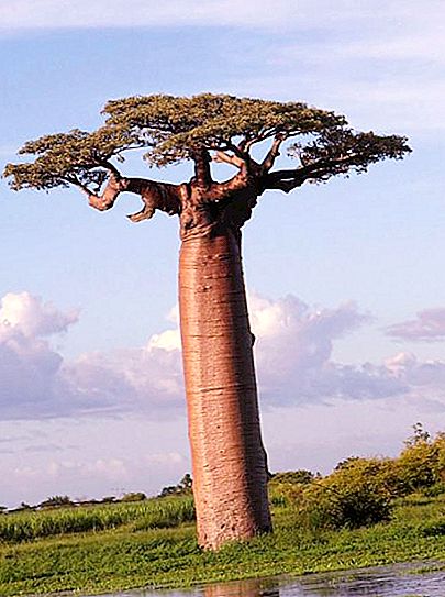 Baobab misterioso: el árbol de las maravillas