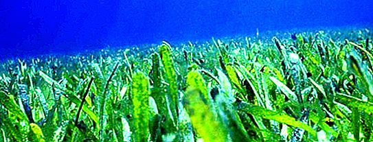 O valor das algas na natureza. Qual a importância das algas marrons, verdes e vermelhas para a natureza