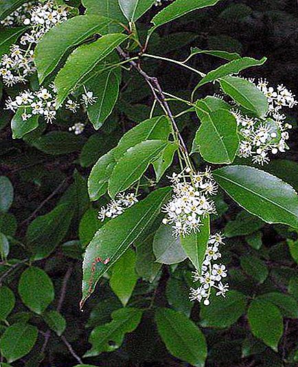 Late bird cherry: description, features, care and interesting facts