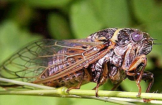 Cicadas - insecte care cântă