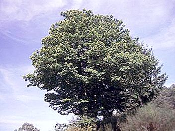 Kastanetræ - en gammel indbygger på vores planet