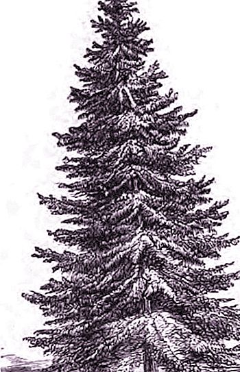 Norway spruce - our tree