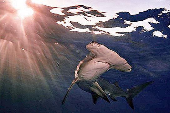 Cá mập búa khổng lồ: mô tả và hình ảnh