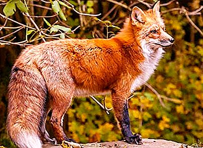 关于狐狸的预期寿命，习惯和饮食的有趣鲜为人知的事实