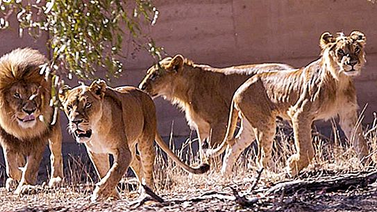 Keluarga mana yang termasuk singa? Deskripsi, nutrisi, gaya hidup dan habitat singa