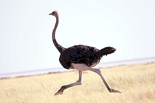 What is the ostrich's running speed in case of danger? How fast does an ostrich run?
