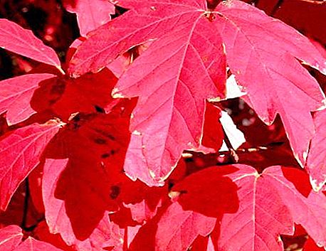 Maple red. Decorative red maple