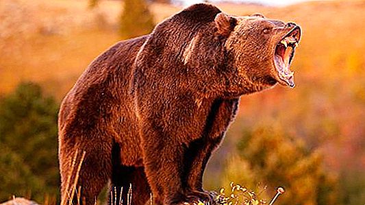 Hvem er stærkere - en bjørn eller en løve? Bær kraft kontra løve agility