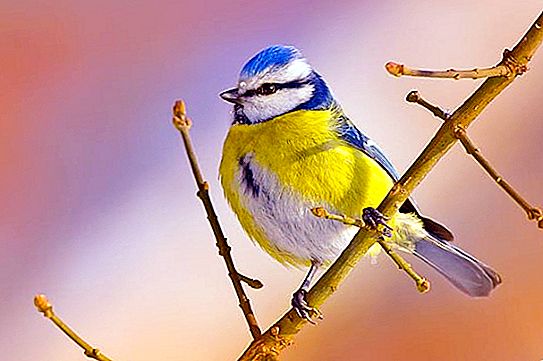 常见的蓝雀：描述，栖息地，繁殖