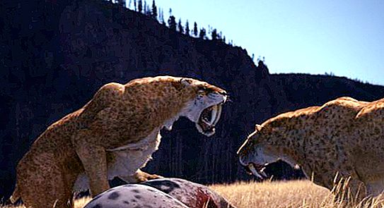 Sabretooth 고양이-멸종 육식 동물