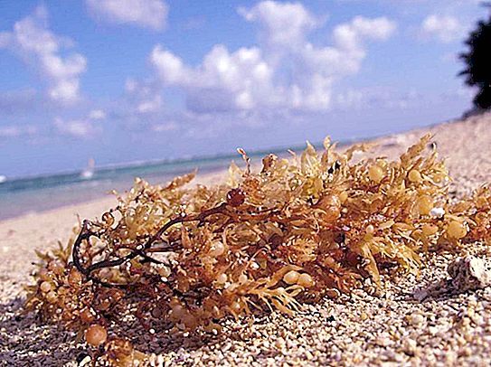 Sargasso alger: bilder, beskrivelse og funksjoner