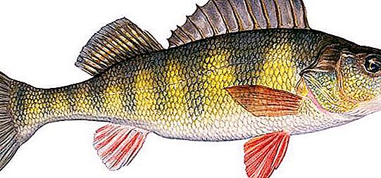 Family of perch fish: names, description. Common ruff. Volzhsky pike perch. River bass