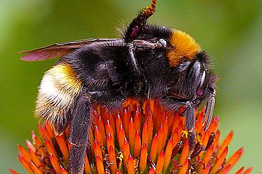 뻐꾸기 꿀벌-이것은 뻐꾸기 꿀벌과 실제 땅벌의 차이점은 무엇입니까?