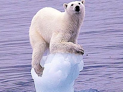 Kutup ayılarının bulunduğu karlı bölge