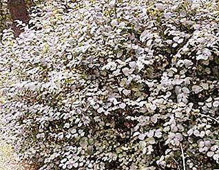 Snow White - an ideal plant for megacities