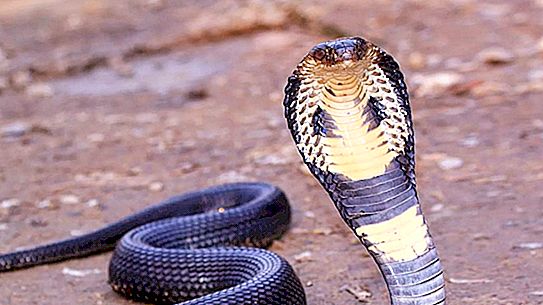 태국의 뱀 : 설명, 사진. 태국의 위험한 뱀