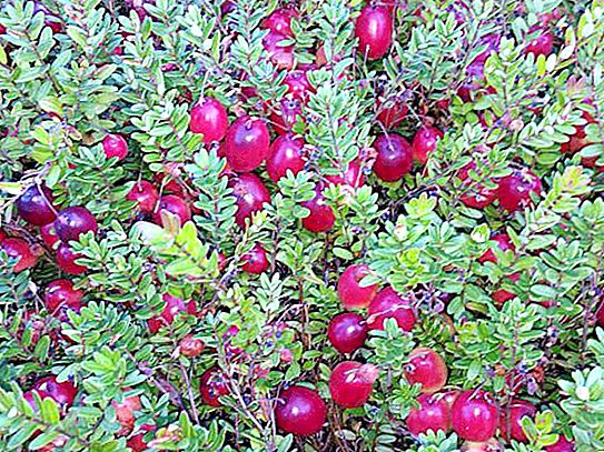 Lingonberries والتوت البري: الاختلافات والخصائص المفيدة