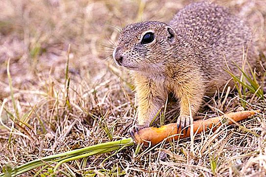Hvad spiser jorden egern i steppen?
