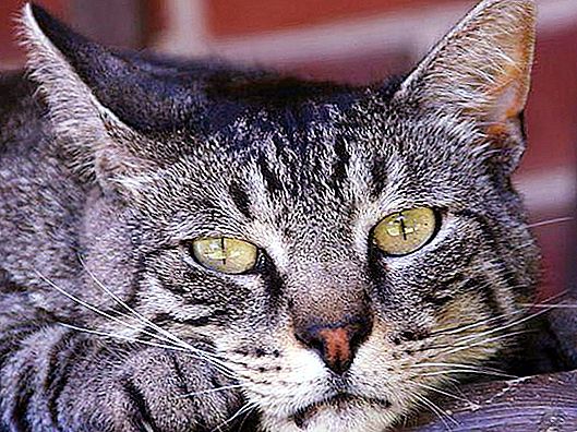 Huiskatten en katten: foto's, rassen