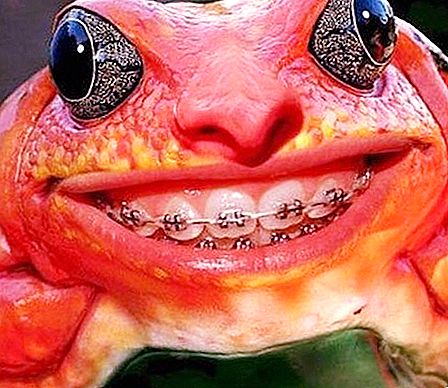 Kurbağanın dişleri ve kurbağanın dişleri var mı?