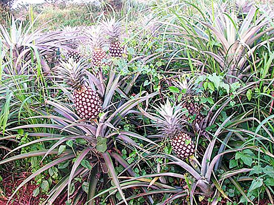 Waar en hoe ananas in de natuur groeit: landen, foto's