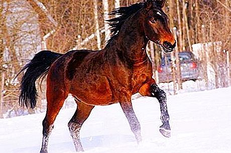 Bay horse. The most beautiful horse