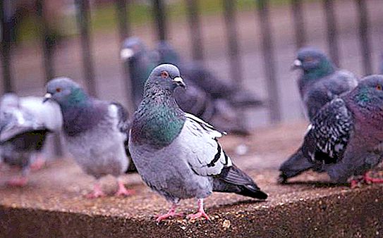 Comment repousser les pigeons du balcon? Qu'est-ce qui attire un pigeon sur un balcon?