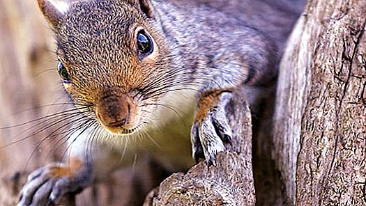 Sådan fanges et egern i live: måder, praktiske tip