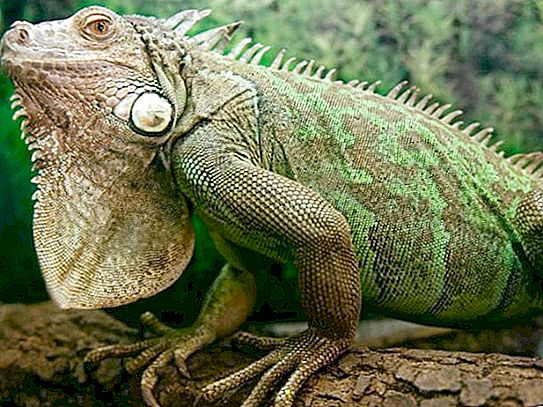 Iguana comună: descriere, fotografie, condiții de captivitate