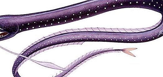 பிளாக் டிராகன் மீன்: விளக்கம் மற்றும் புகைப்படம்