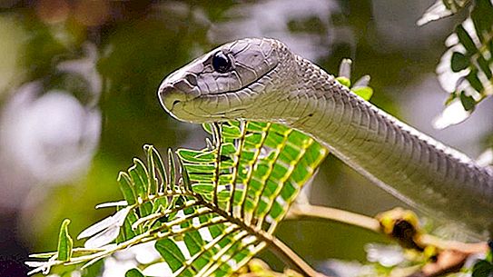 Najbrža zmija: struktura i metode kretanja