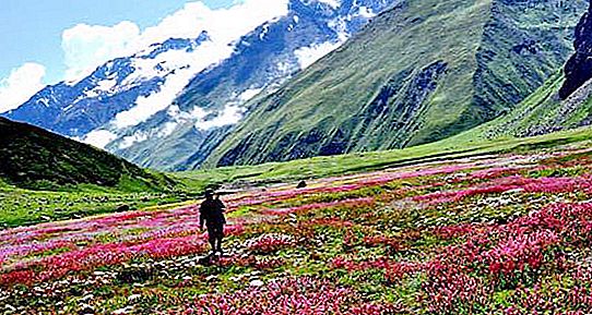 Amazing virgin nature of the Valley of Flowers. Positive National Park of India