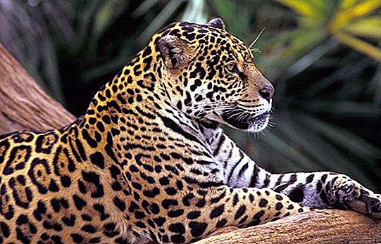 What natural area does the leopard live in? Wild cat description