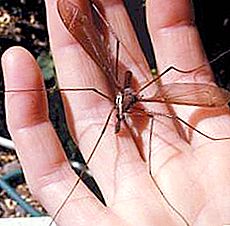 Fauna salvatge: quins són els grans mosquits?