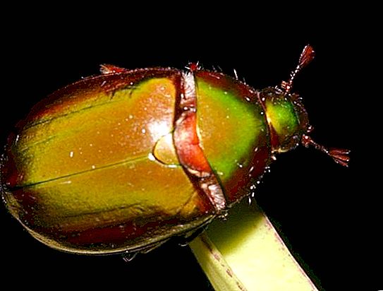 Escarabajo de bronce: un milagro volador