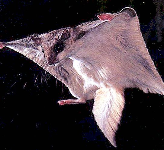 Flying Squirrel: Planning Rodent