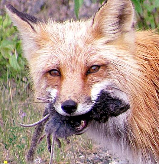 Какво яде лисица? Какво яде лисица през гора през зимата?