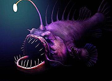 Giluminis monstras: velnias žuvis