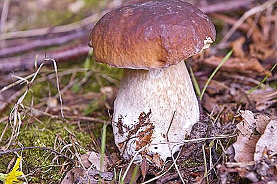 Where there are a lot of mushrooms in the Leningrad region. Mushroom season in the Leningrad region