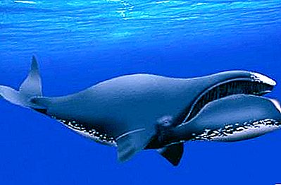 Wieloryb grenlandzki - ciekawy morski gigant