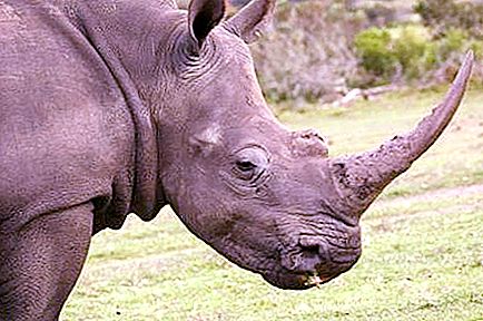 Nosorožce indické: popis, lokalita, fotografia