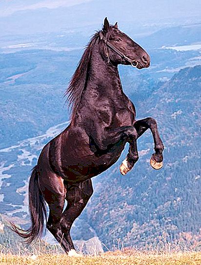 Cavall de raça Karachaevsky: descripció i foto